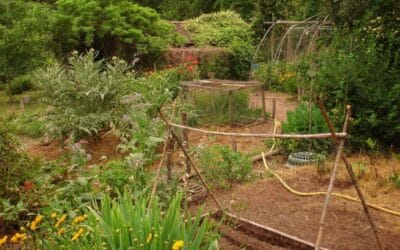 Cultiver la démocratie locale : les jardins collectifs de Mexico