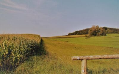 La victoire du hérisson ou la course de notre vie contemporaine