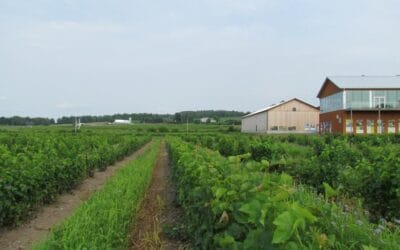 Le vin québécois, un milieu de passion en pleine croissance