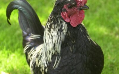 Le plus vieux paradoxe du monde